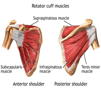 Rotator Cuff Muscles - Thai Massage & Blog