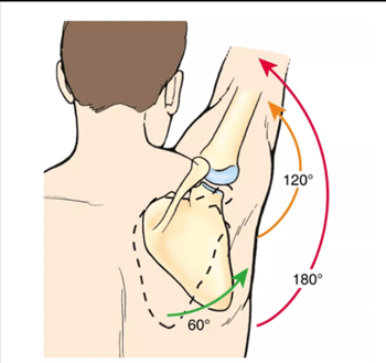 Scapula Humeros Rhytm
