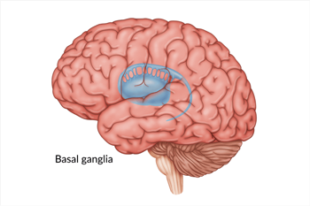 Brain image and Basan Gaglia