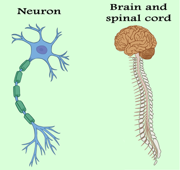 nervous system components