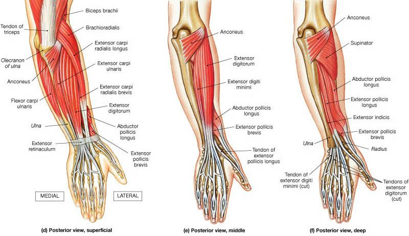 Elbow Anatomy
