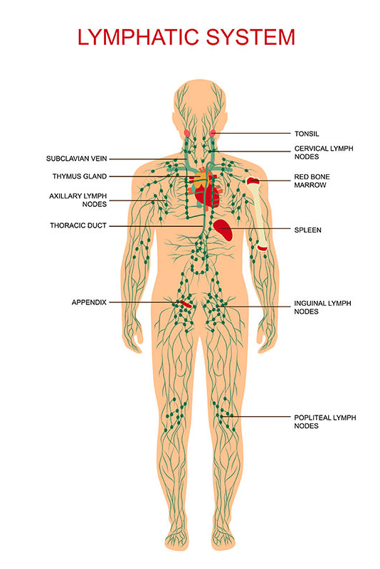Lymphatic System Image