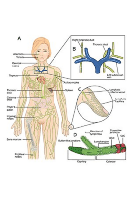 Lymphatic system diagram