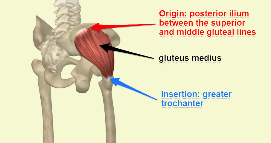 A picutre of Gluteus Medius Muscle Origin and Insertion